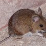 field mouse